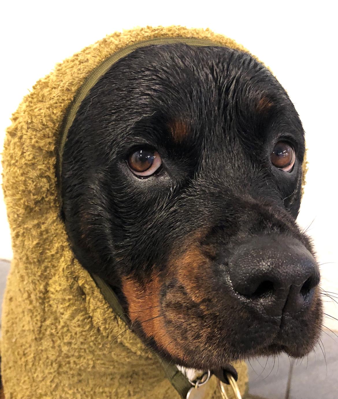 Rottweiler Furby billede 6