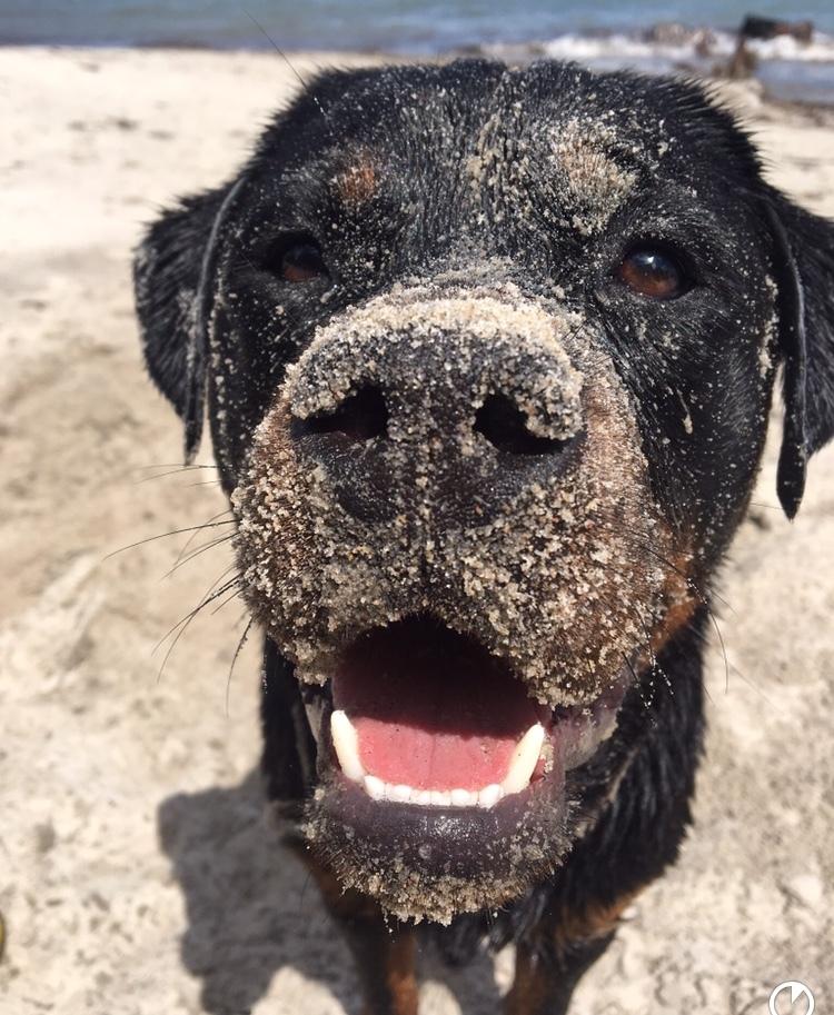 Rottweiler Furby billede 7