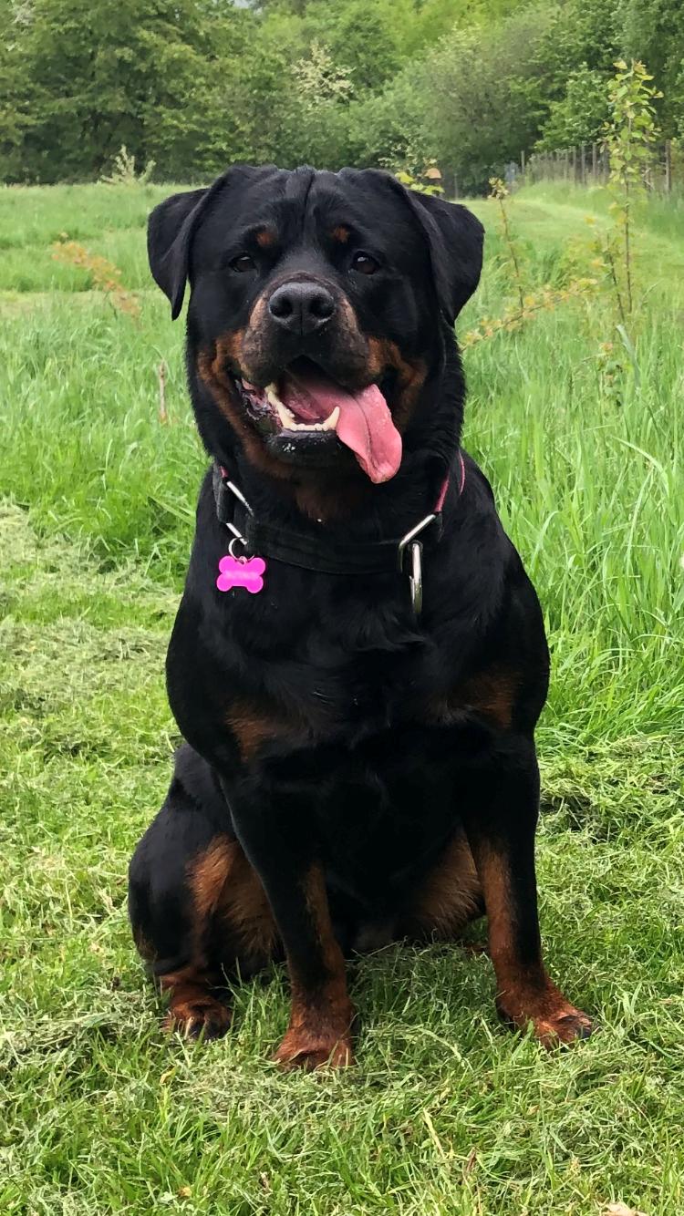 Rottweiler Furby billede 4