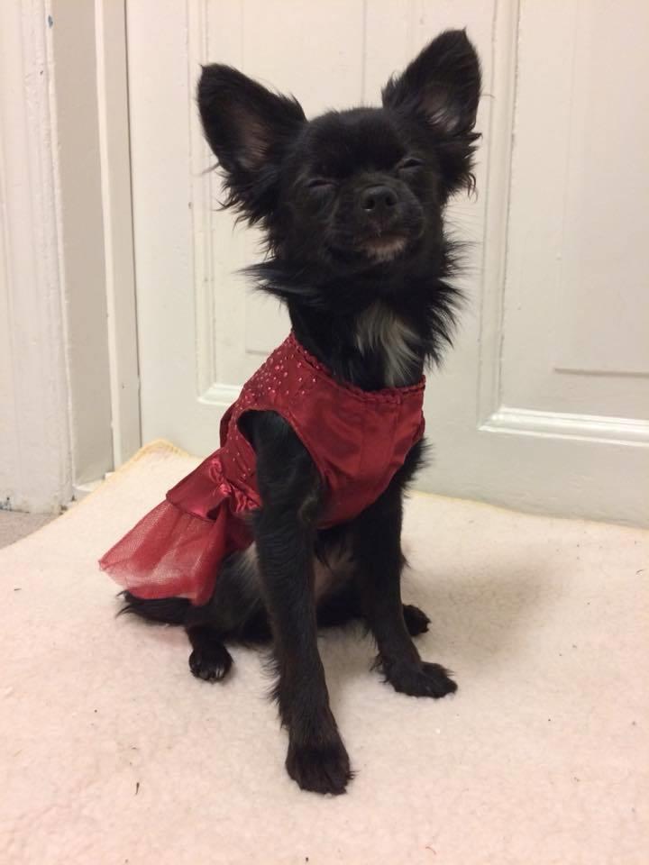 Blanding af racer Mini Million - Smil billede 3