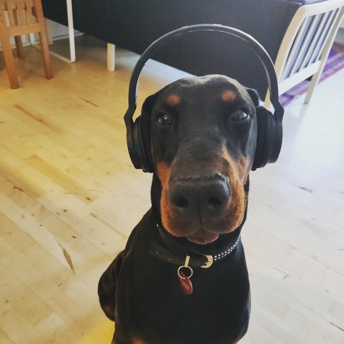 Dobermann Dobergaarden Forever Irish billede 14