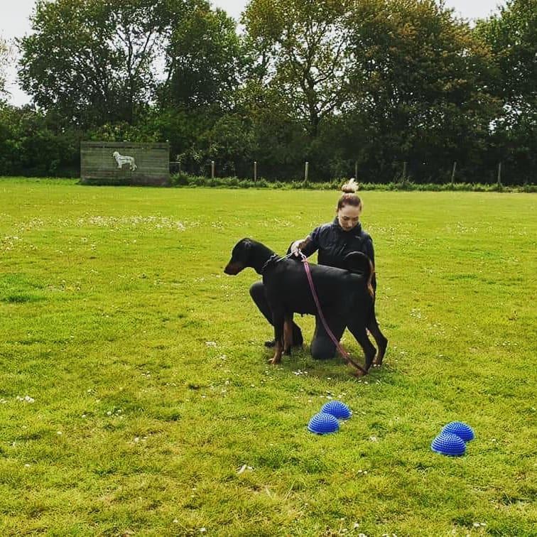 Dobermann Dobergaarden Forever Irish billede 16