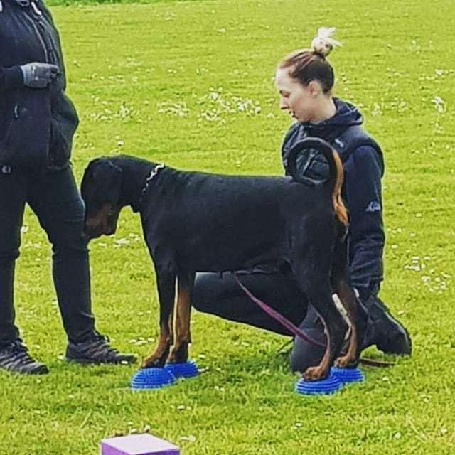 Dobermann Dobergaarden Forever Irish billede 15