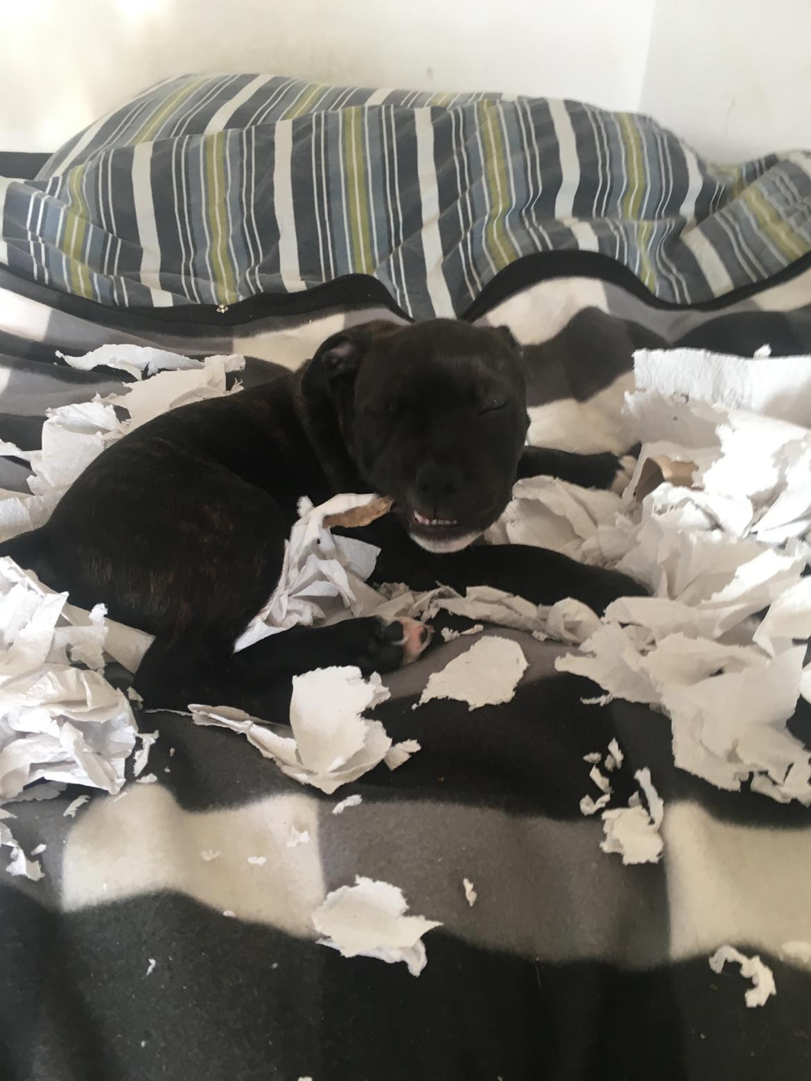 Staffordshire bull terrier Paco - Og her har han lige fået øje på en toilet rulle ;) hahaha :) jeg har slet ikke gjort noget😆 billede 4