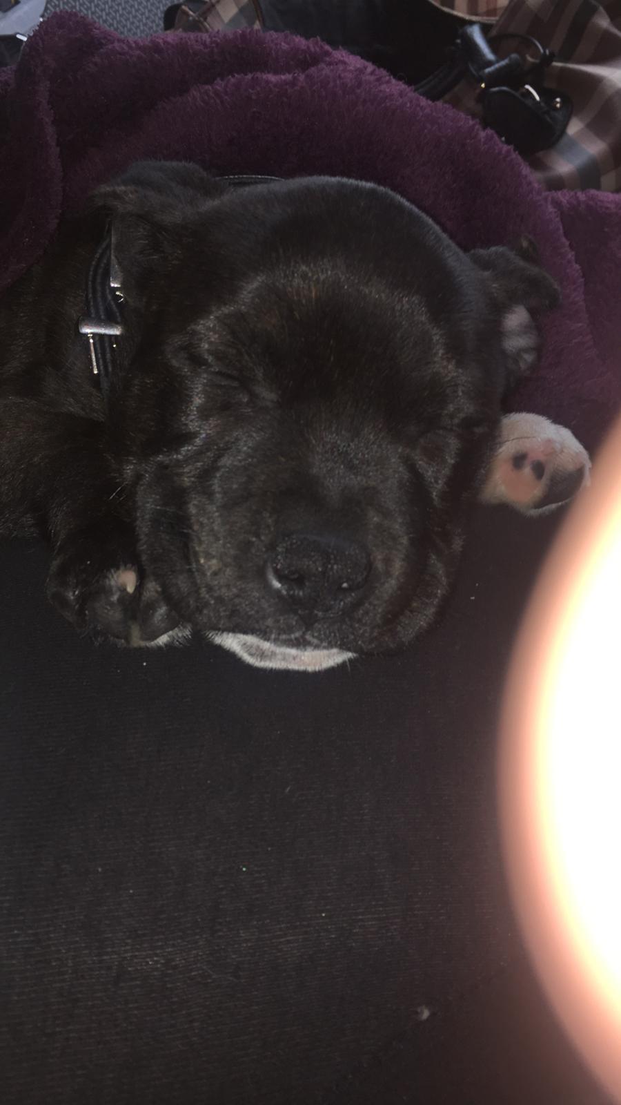 Staffordshire bull terrier Paco - 8 uger gammel og på vej med hjem til mit ForEverHome <3  billede 1