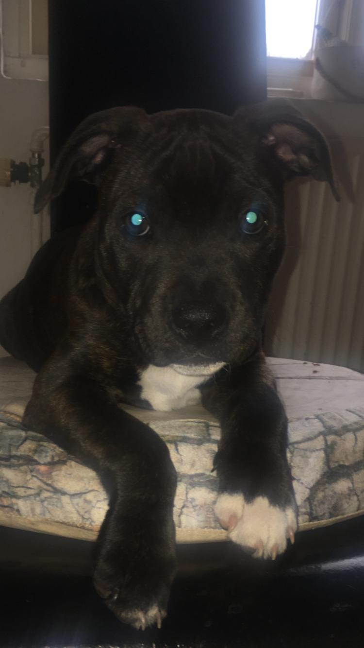 Staffordshire bull terrier Paco billede 6