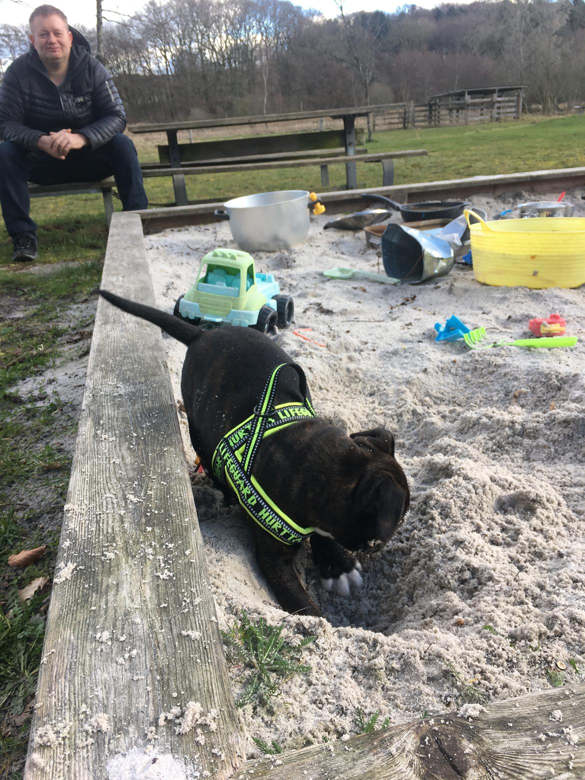 Staffordshire bull terrier Paco - Er såå god til at grave huller til børnene XD  billede 11