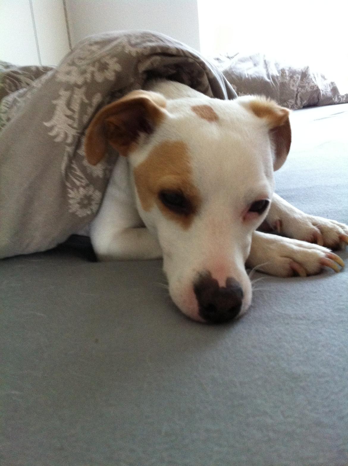 Dansk svensk gaardhund Zimba - Så tager vi lige en slapper billede 1