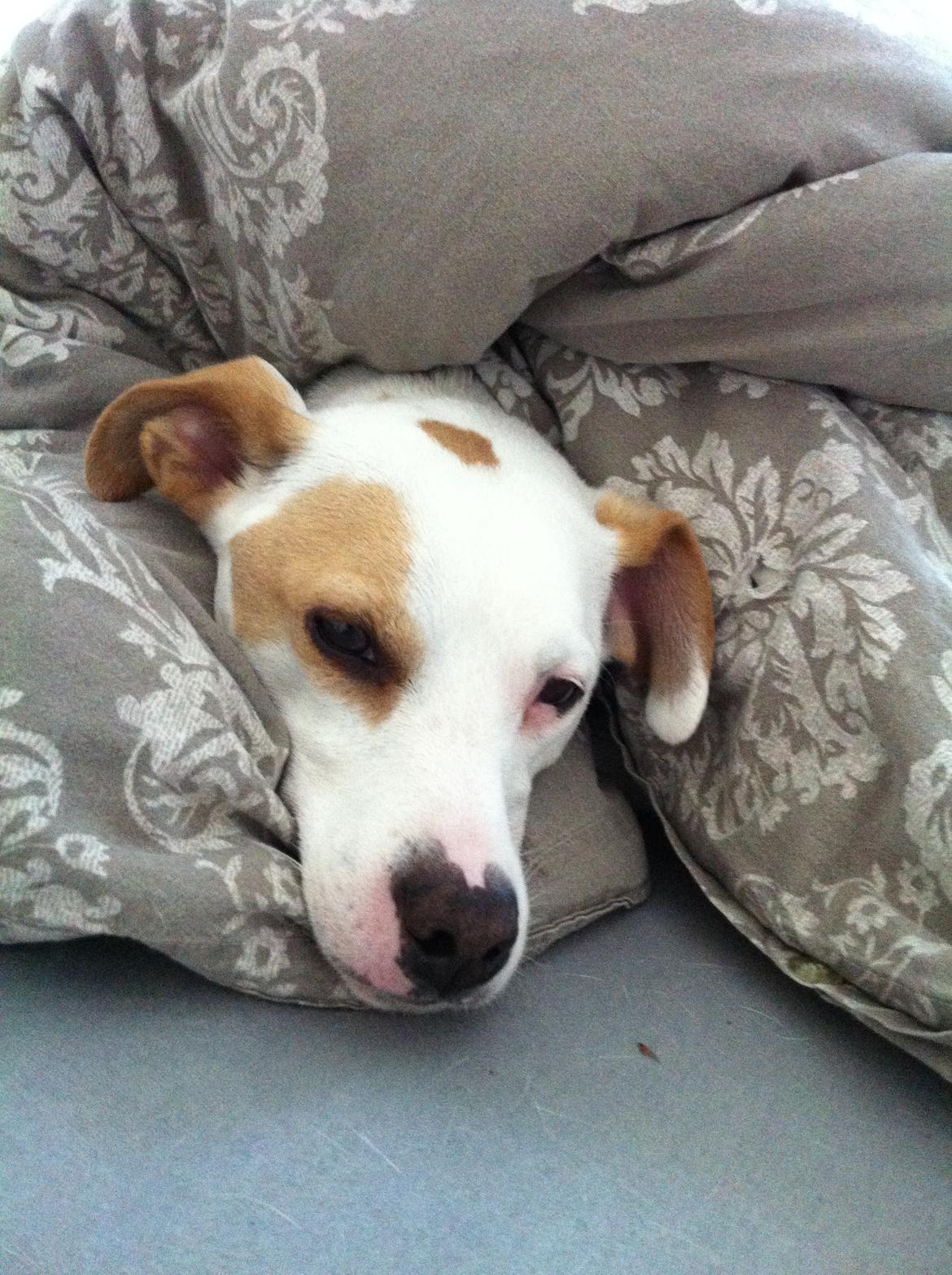 Dansk svensk gaardhund Zimba billede 2