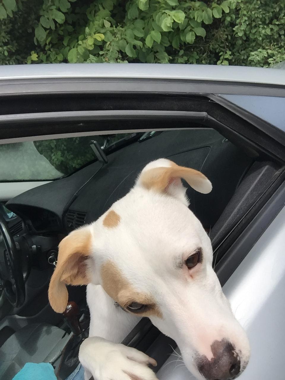 Dansk svensk gaardhund Zimba billede 5