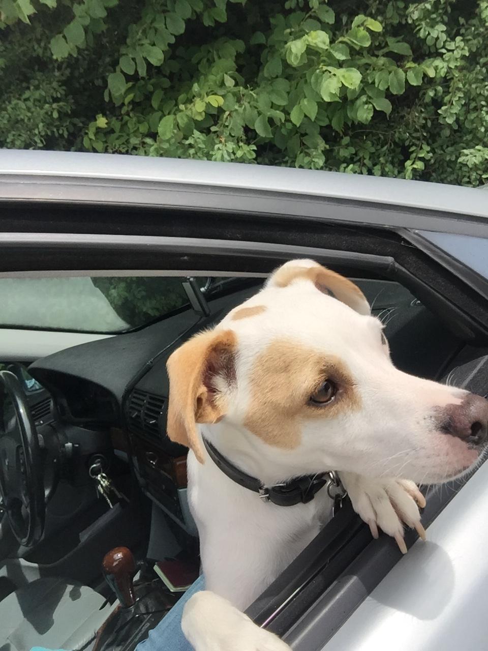 Dansk svensk gaardhund Zimba billede 6