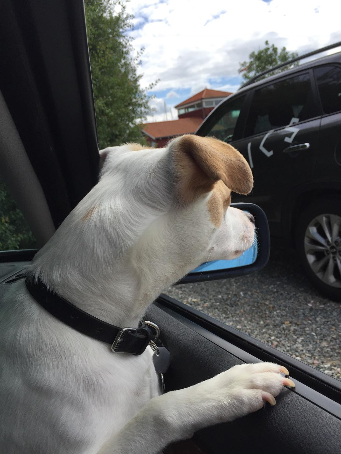 Dansk svensk gaardhund Zimba billede 7