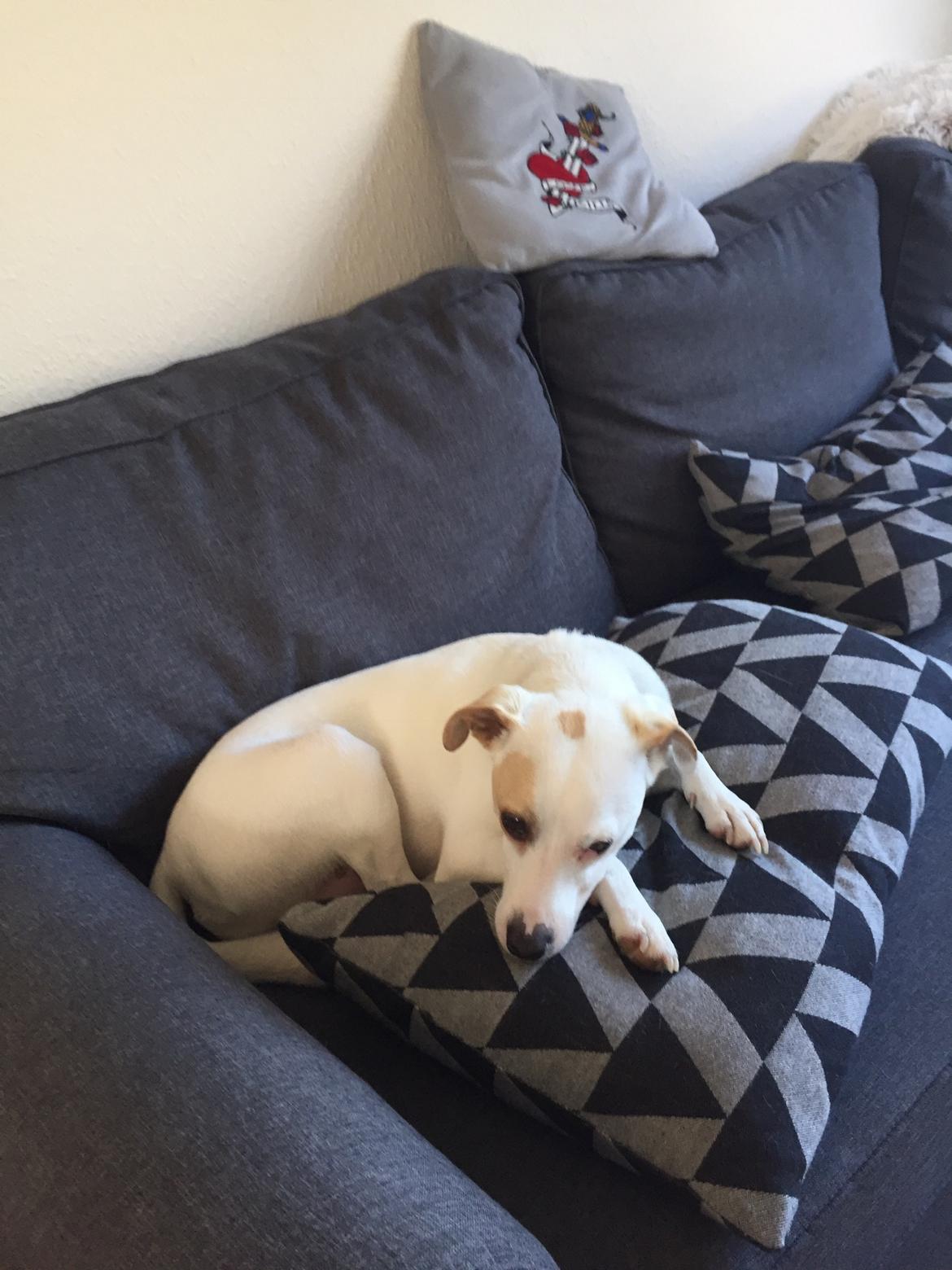 Dansk svensk gaardhund Zimba billede 8