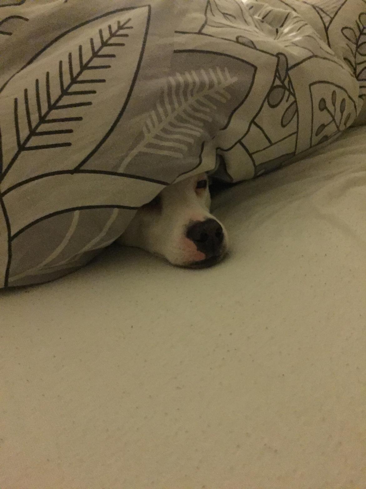 Dansk svensk gaardhund Zimba billede 9