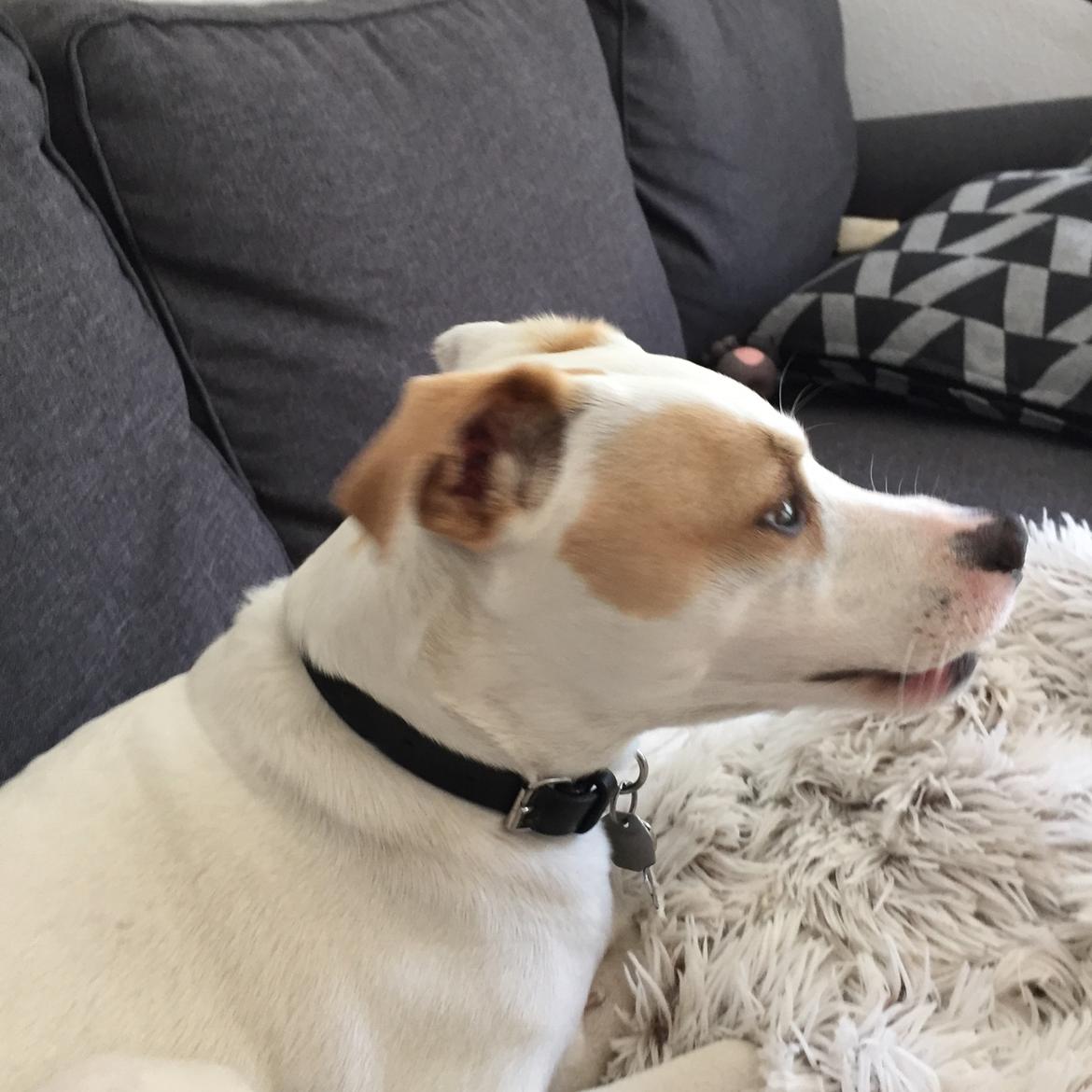 Dansk svensk gaardhund Zimba - Det er MIN sofa billede 10