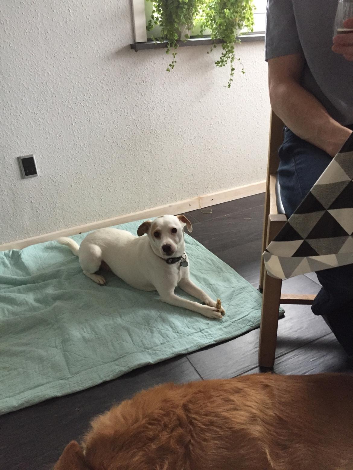 Dansk svensk gaardhund Zimba billede 11