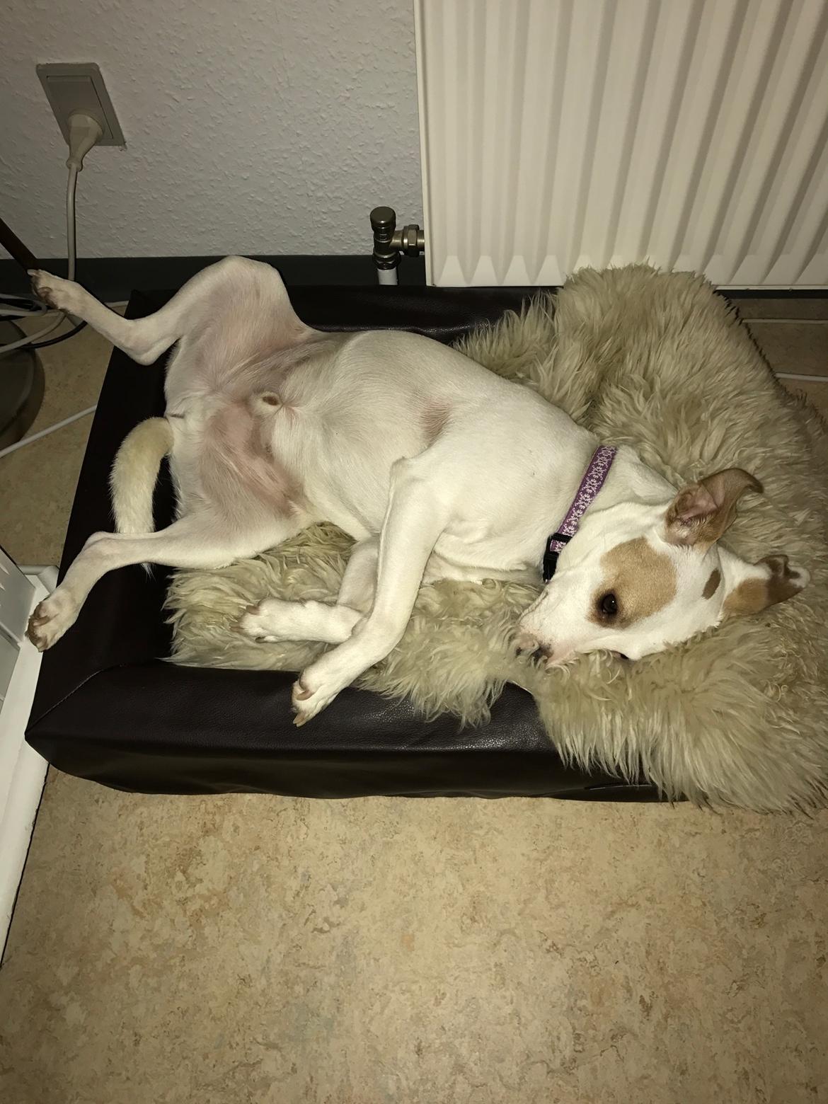 Dansk svensk gaardhund Zimba billede 12