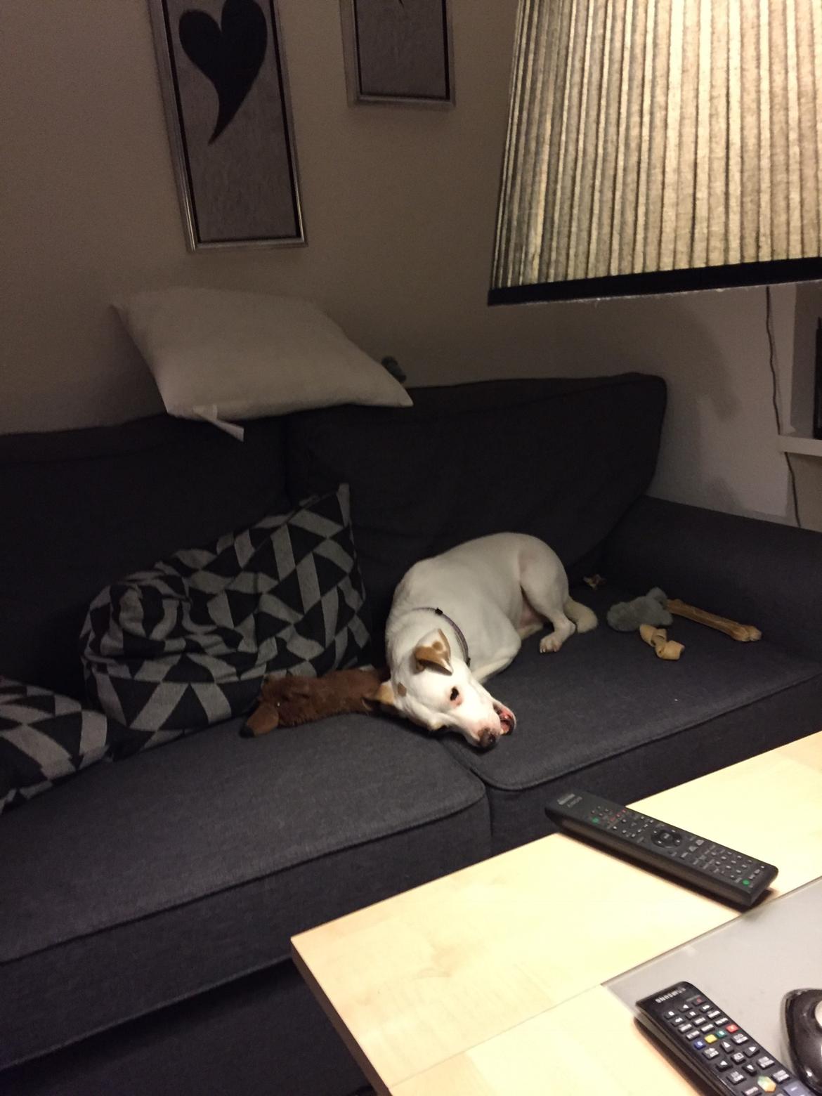 Dansk svensk gaardhund Zimba billede 13