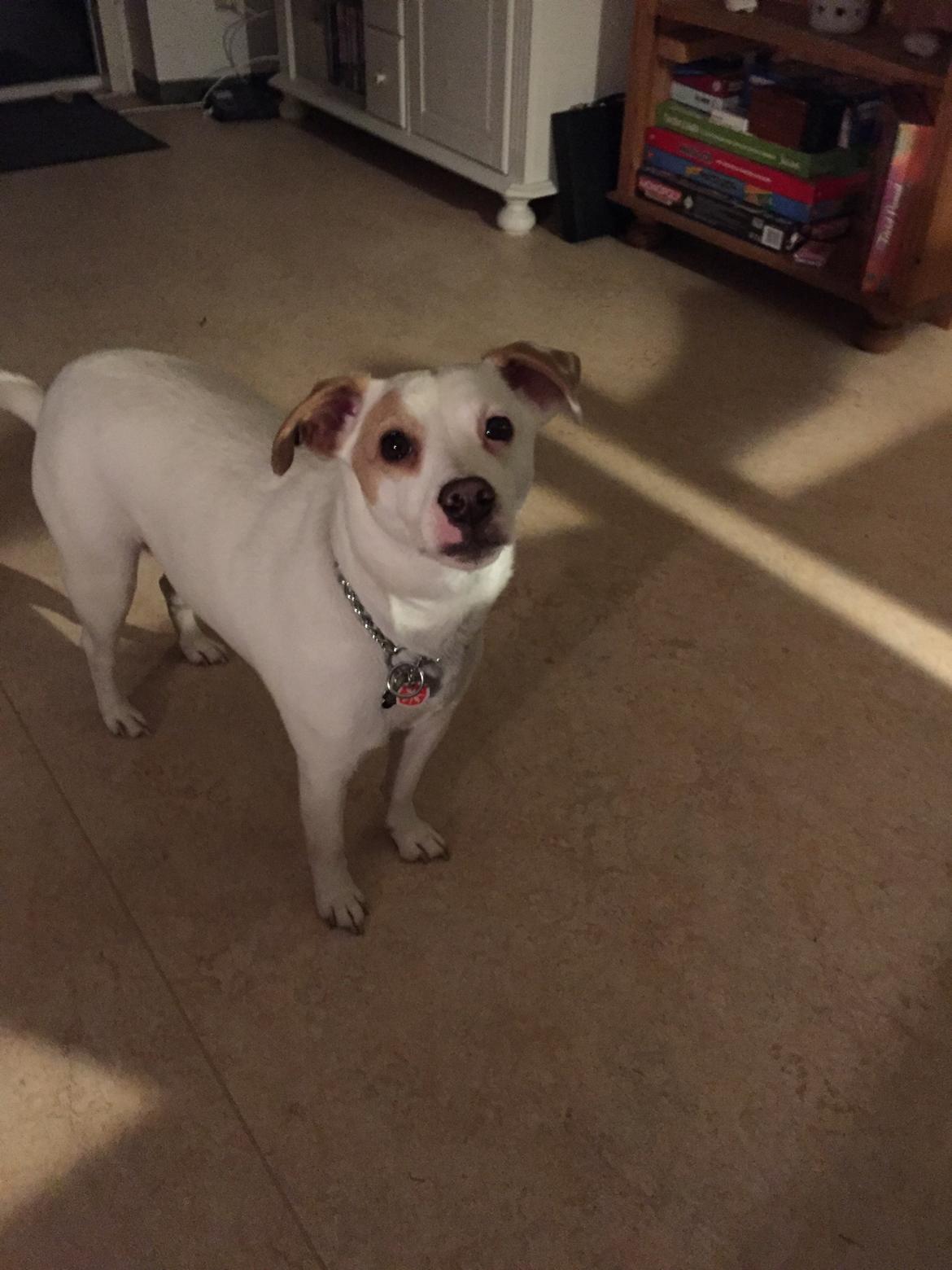 Dansk svensk gaardhund Zimba - Her legede vi stirrekonkurrance billede 14