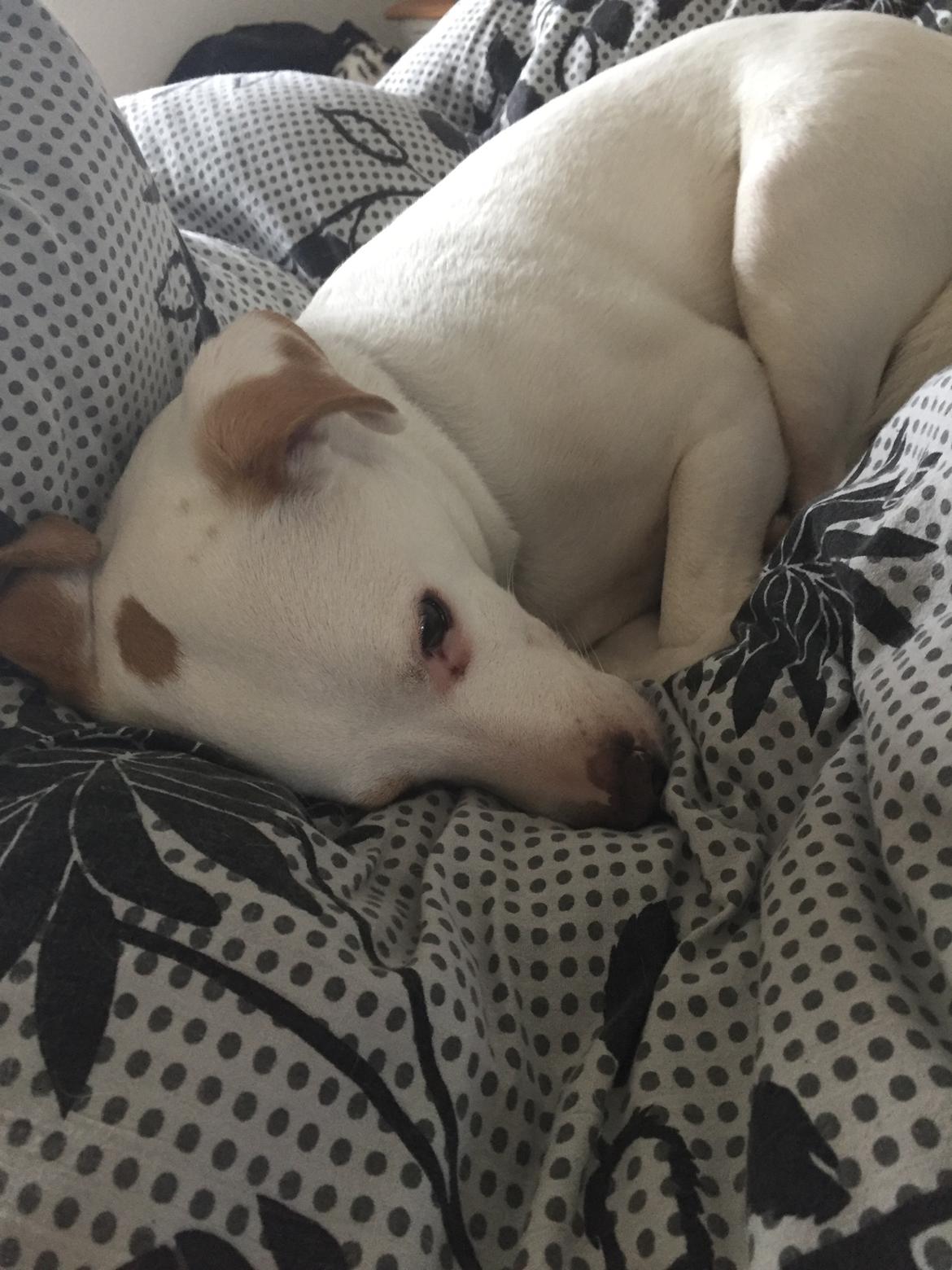 Dansk svensk gaardhund Zimba - Ahhh mor dejlig seng du har dig billede 15