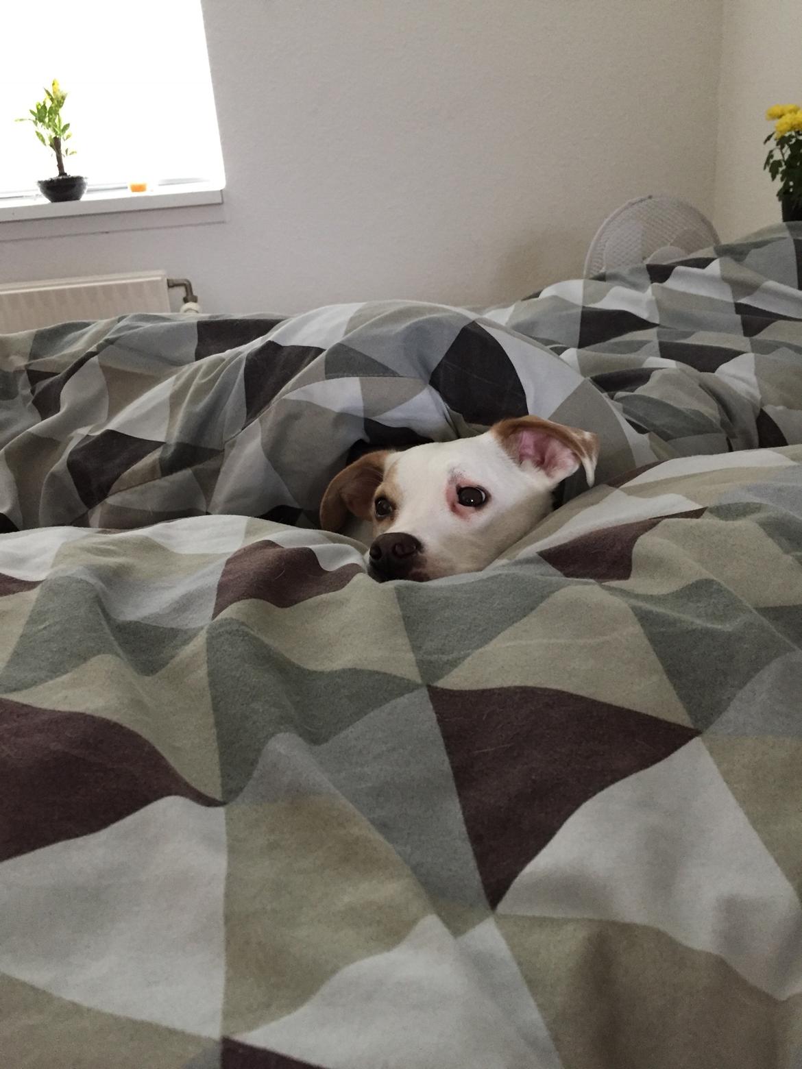 Dansk svensk gaardhund Zimba billede 16