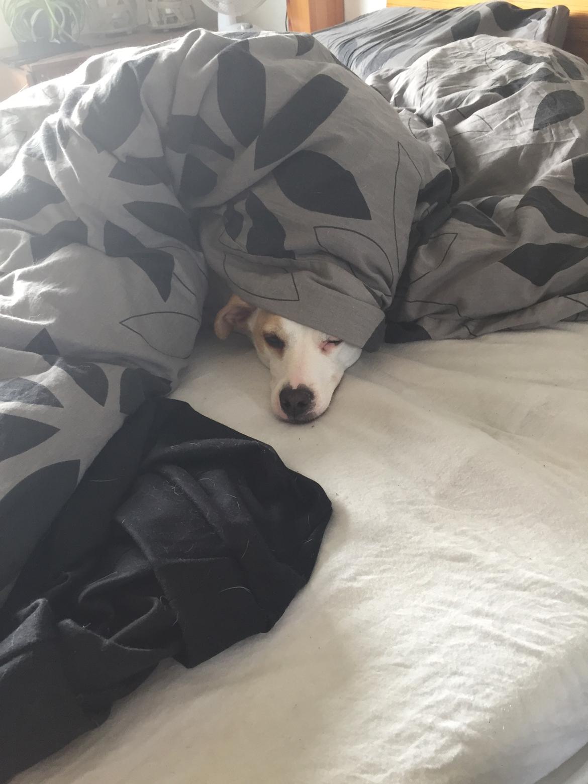 Dansk svensk gaardhund Zimba - Putteteold billede 17