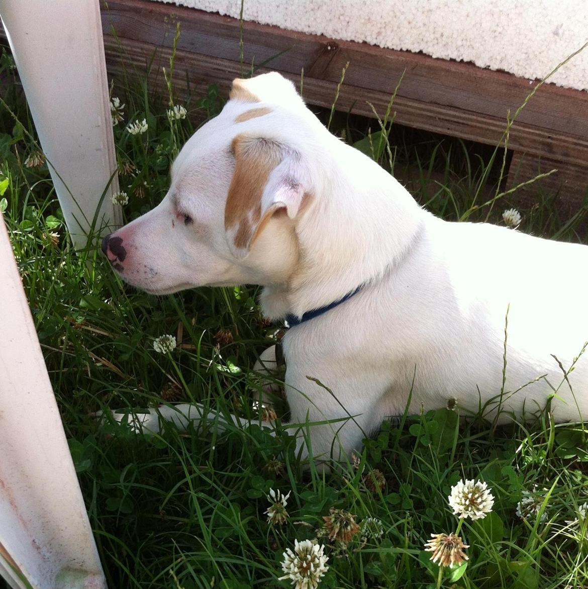 Dansk svensk gaardhund Zimba billede 18