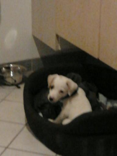 Dansk svensk gaardhund Zimba - Zimba som hvalp billede 3