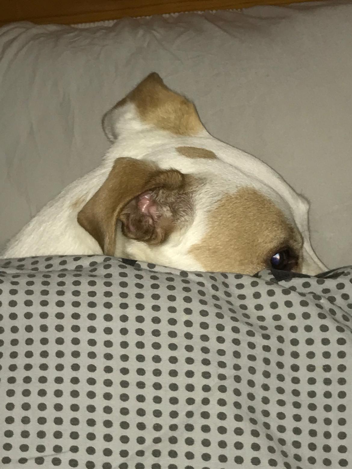 Dansk svensk gaardhund Zimba billede 20