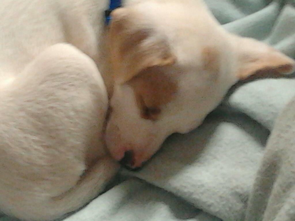 Dansk svensk gaardhund Zimba - Nurh Zimba som hvalp igen billede 22