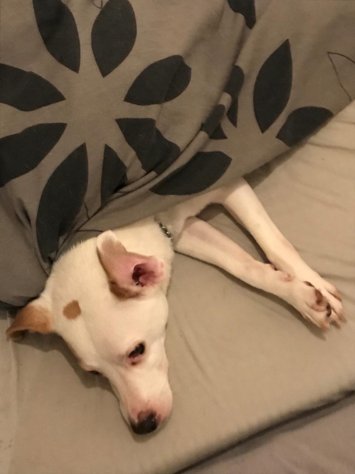 Dansk svensk gaardhund Zimba billede 23