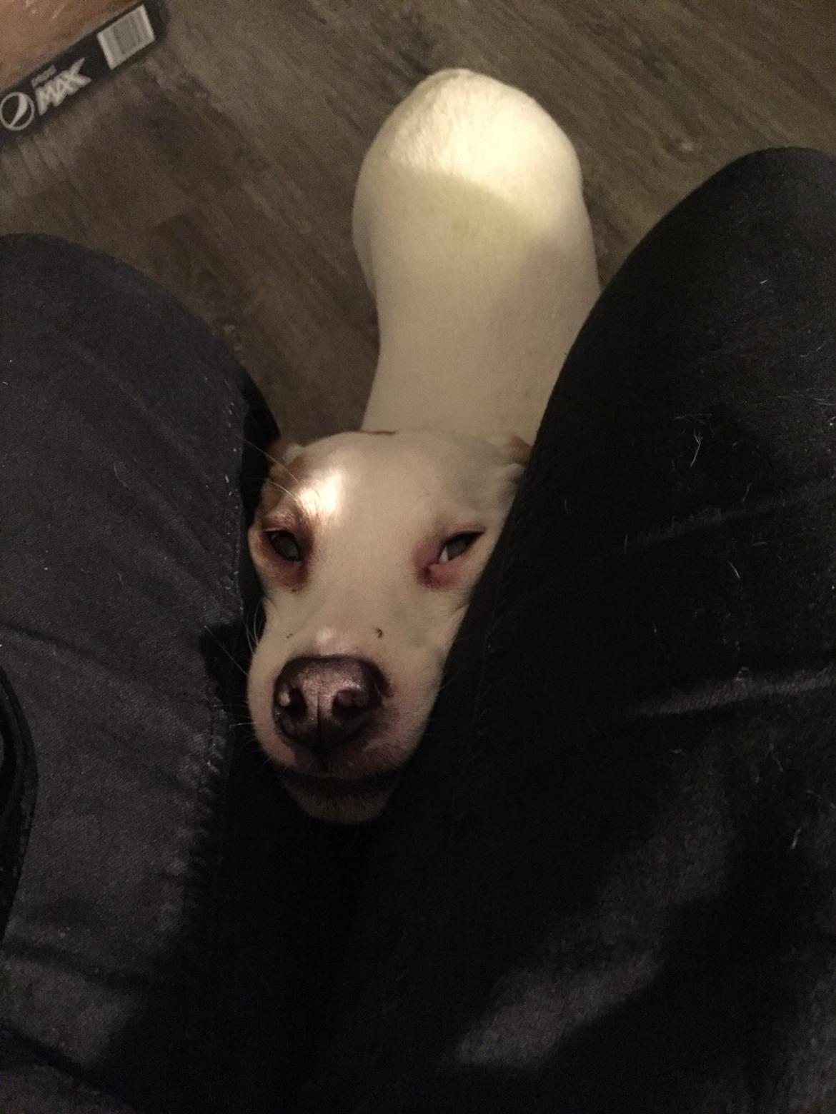 Dansk svensk gaardhund Zimba billede 24