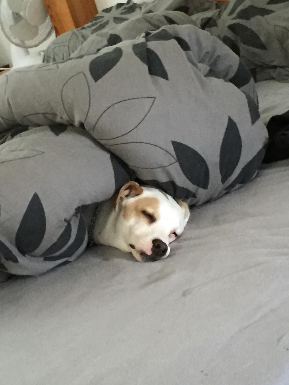 Dansk svensk gaardhund Zimba - Puttetrold billede 19