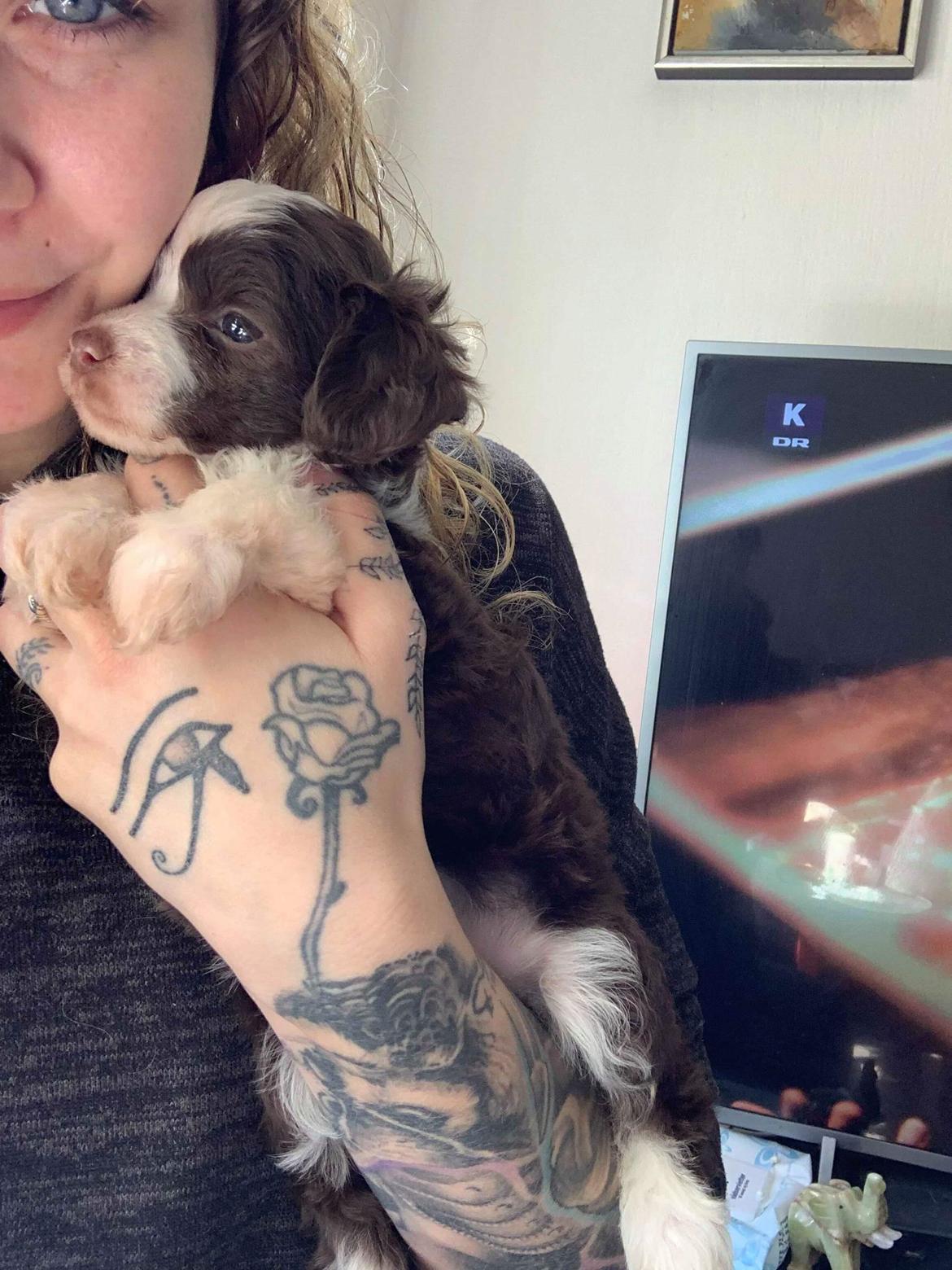 Chinese crested powder puff Nyx billede 2