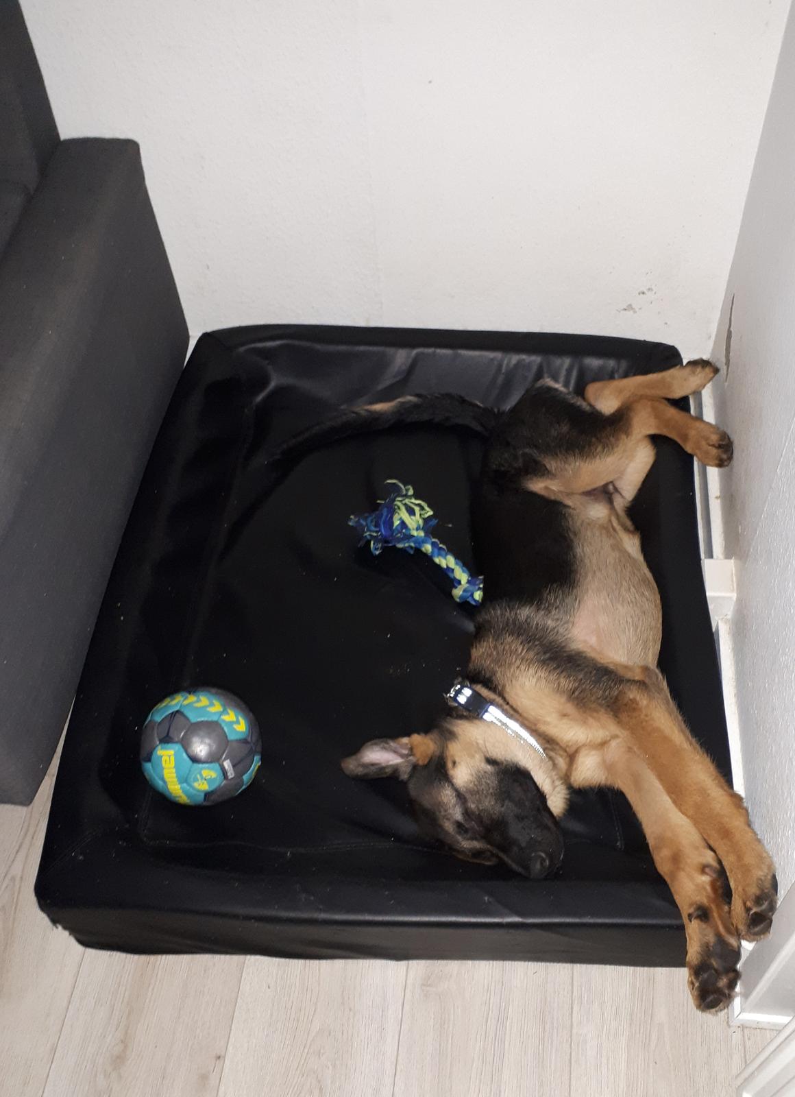 Schæferhund Santo jr. billede 22