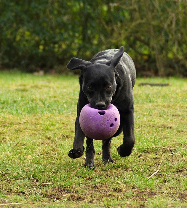 Labrador retriever Pinnmoors Perry Tequila billede 17