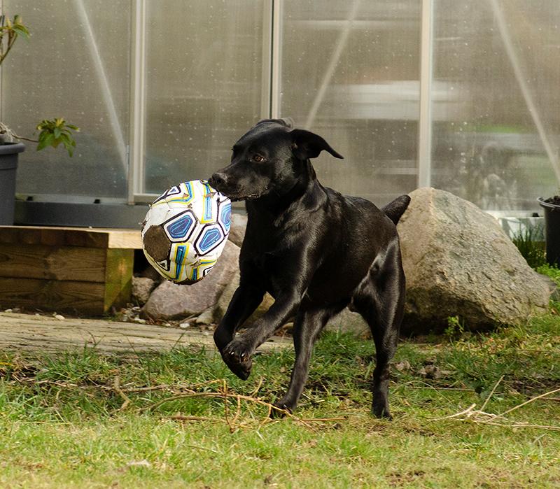 Labrador retriever Pinnmoors Perry Tequila billede 19