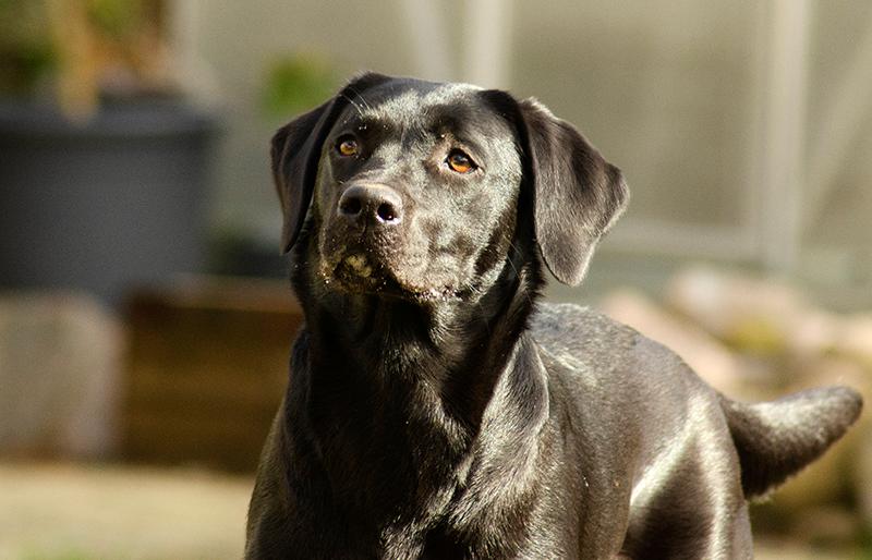 Labrador retriever Pinnmoors Perry Tequila billede 20