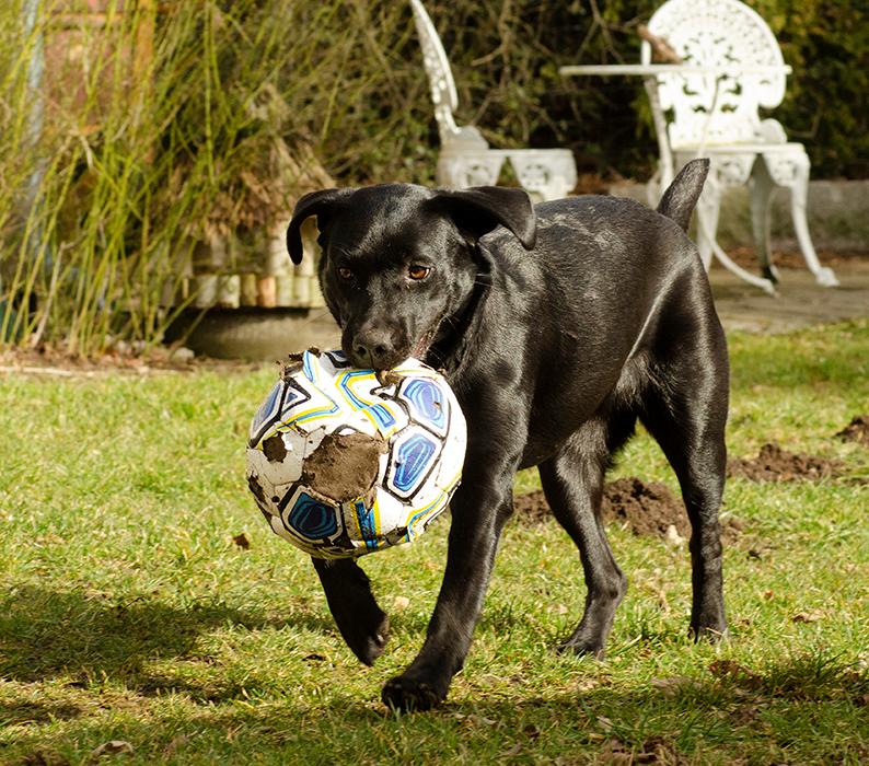 Labrador retriever Pinnmoors Perry Tequila billede 21