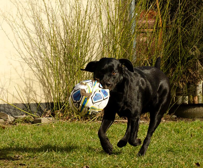 Labrador retriever Pinnmoors Perry Tequila billede 22