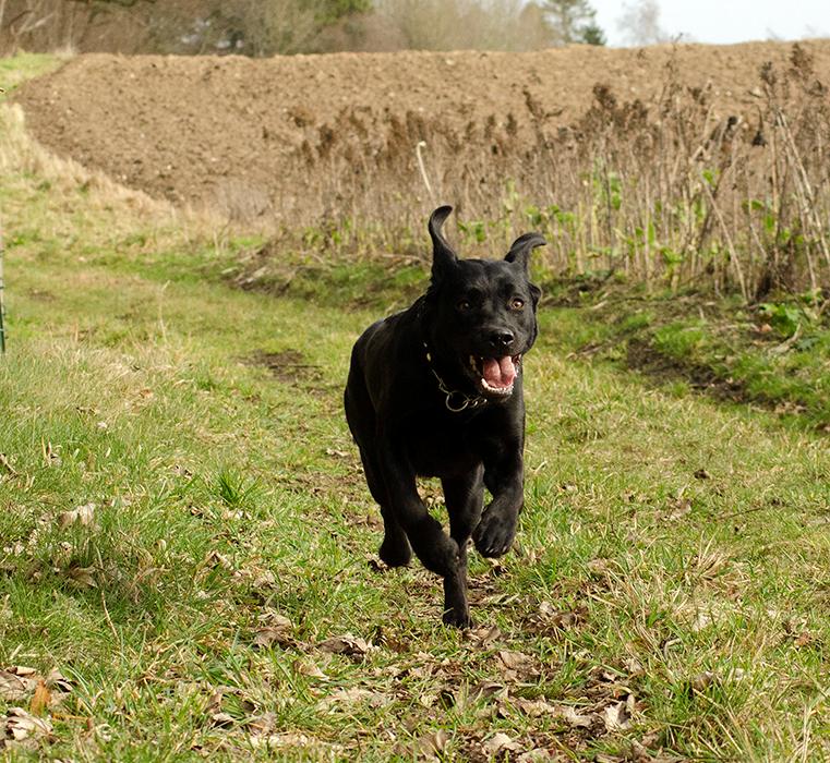 Labrador retriever Pinnmoors Perry Tequila billede 23