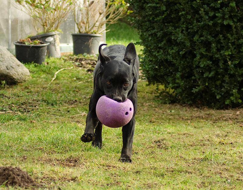 Labrador retriever Pinnmoors Perry Tequila billede 18