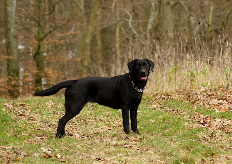 Labrador retriever Pinnmoors Perry Tequila billede 24