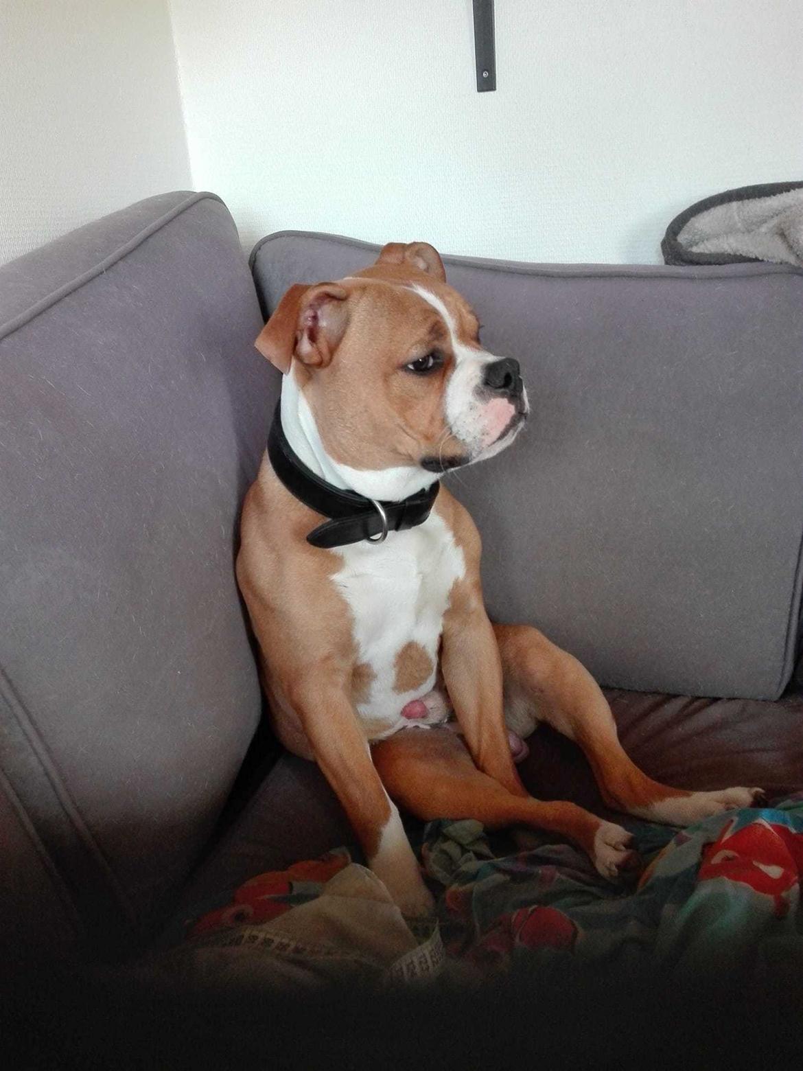 Olde english bulldogge Ragnar billede 3