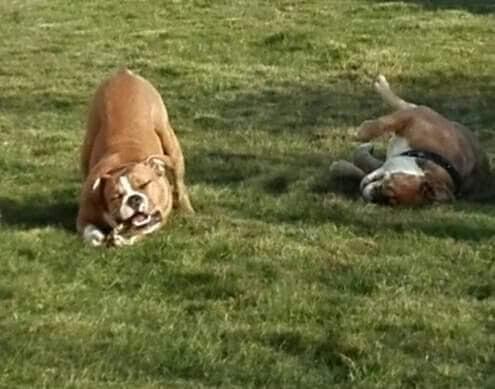 Olde english bulldogge Ragnar billede 7