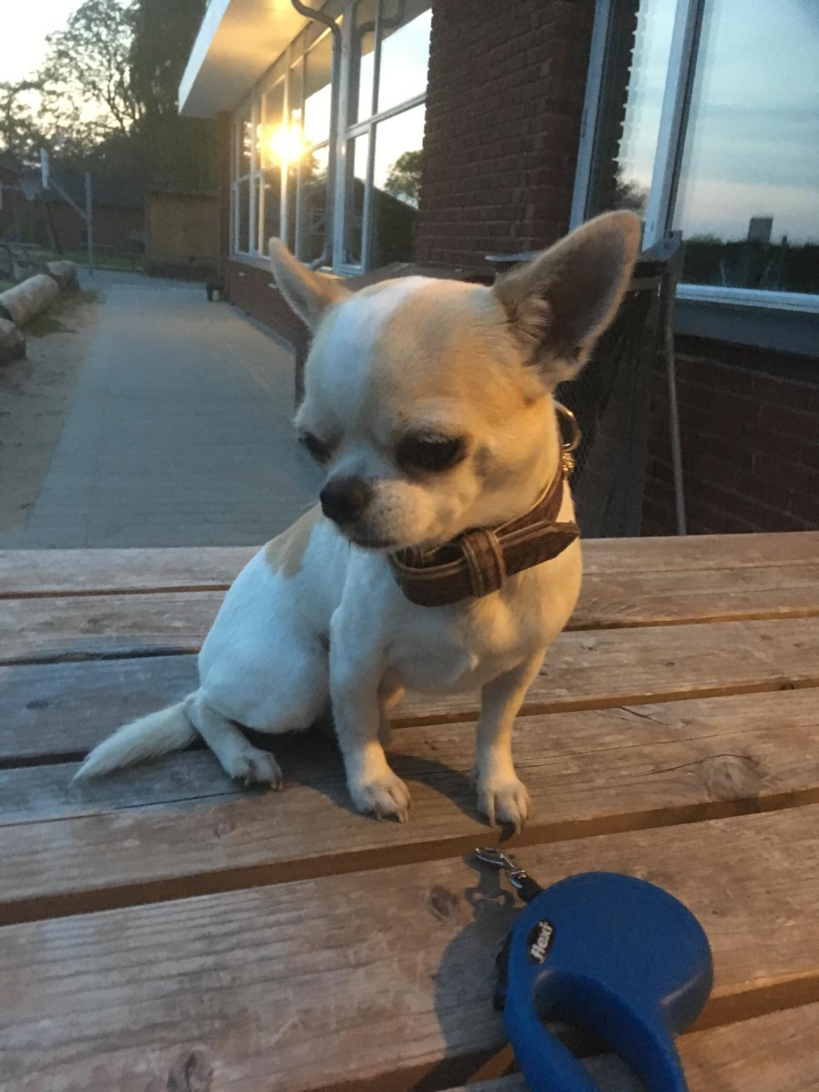 Chihuahua Eddy billede 5