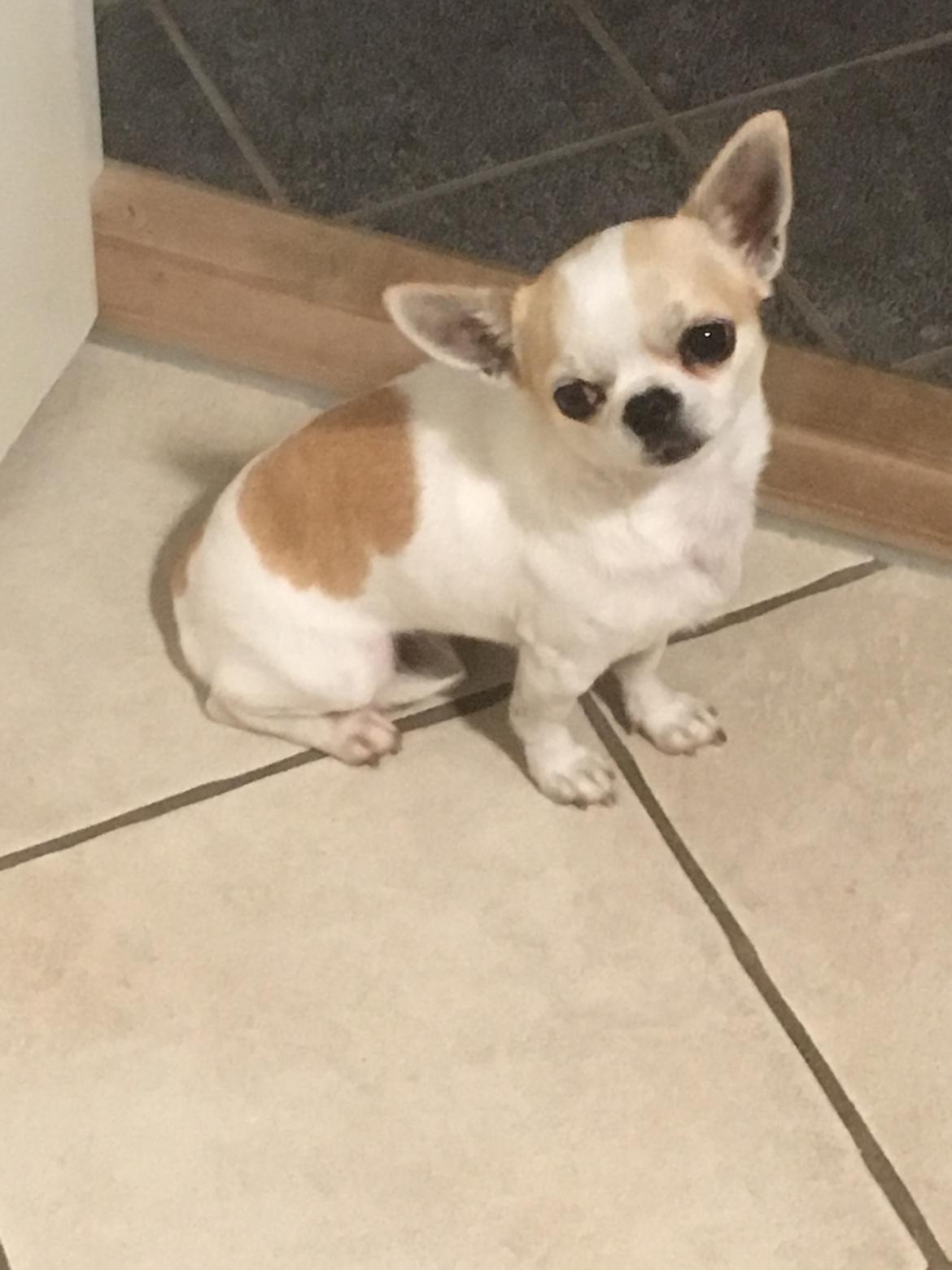 Chihuahua Eddy billede 1