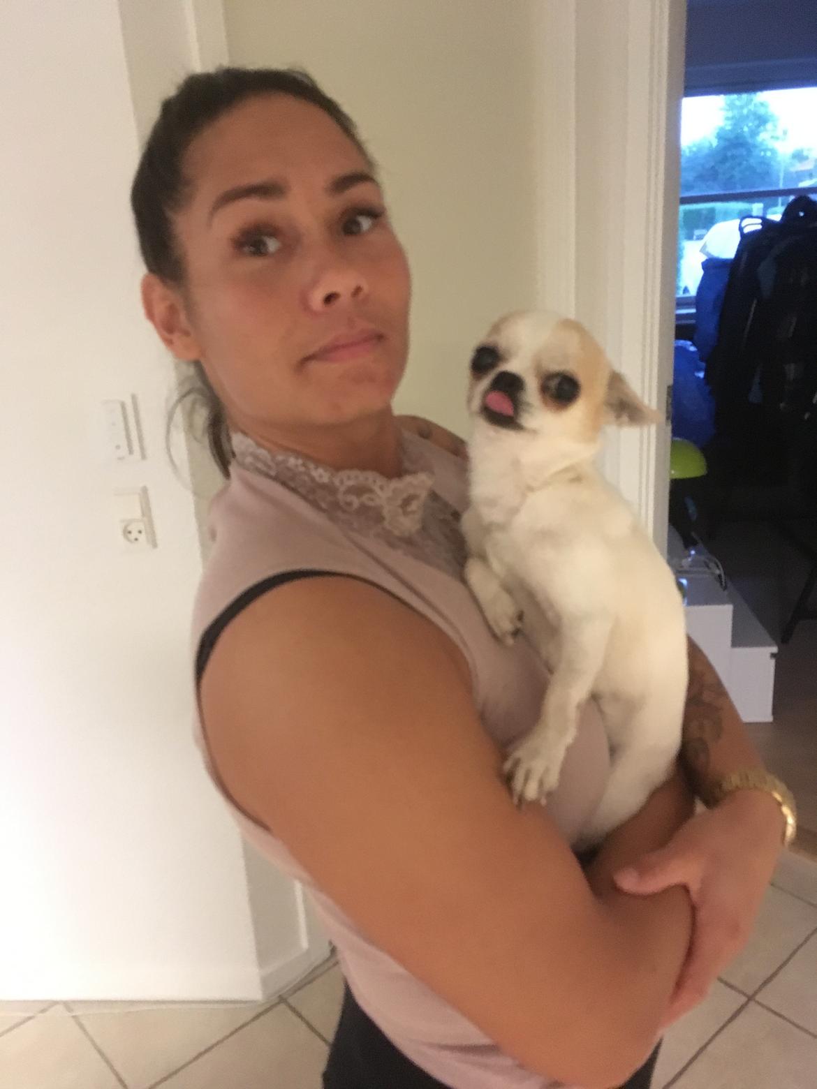 Chihuahua Eddy billede 6