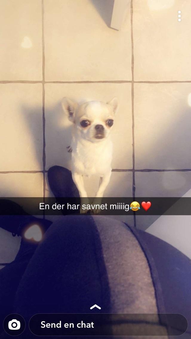 Chihuahua Eddy billede 8