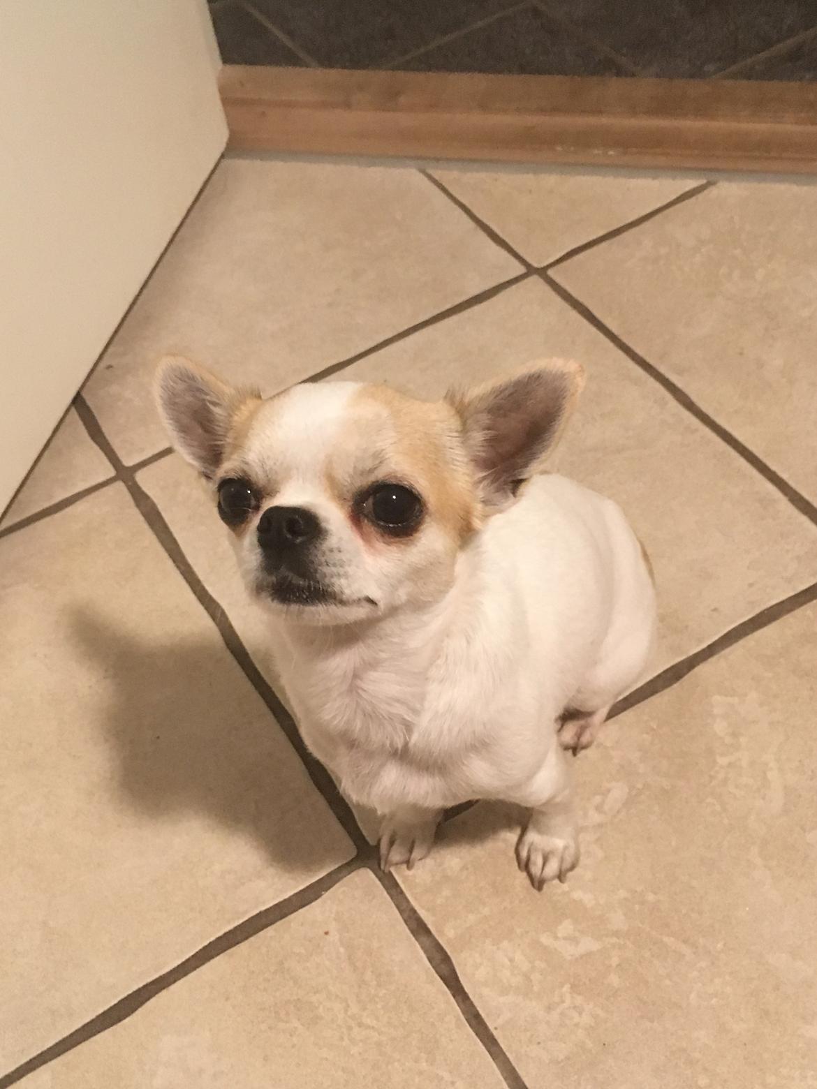 Chihuahua Eddy billede 11